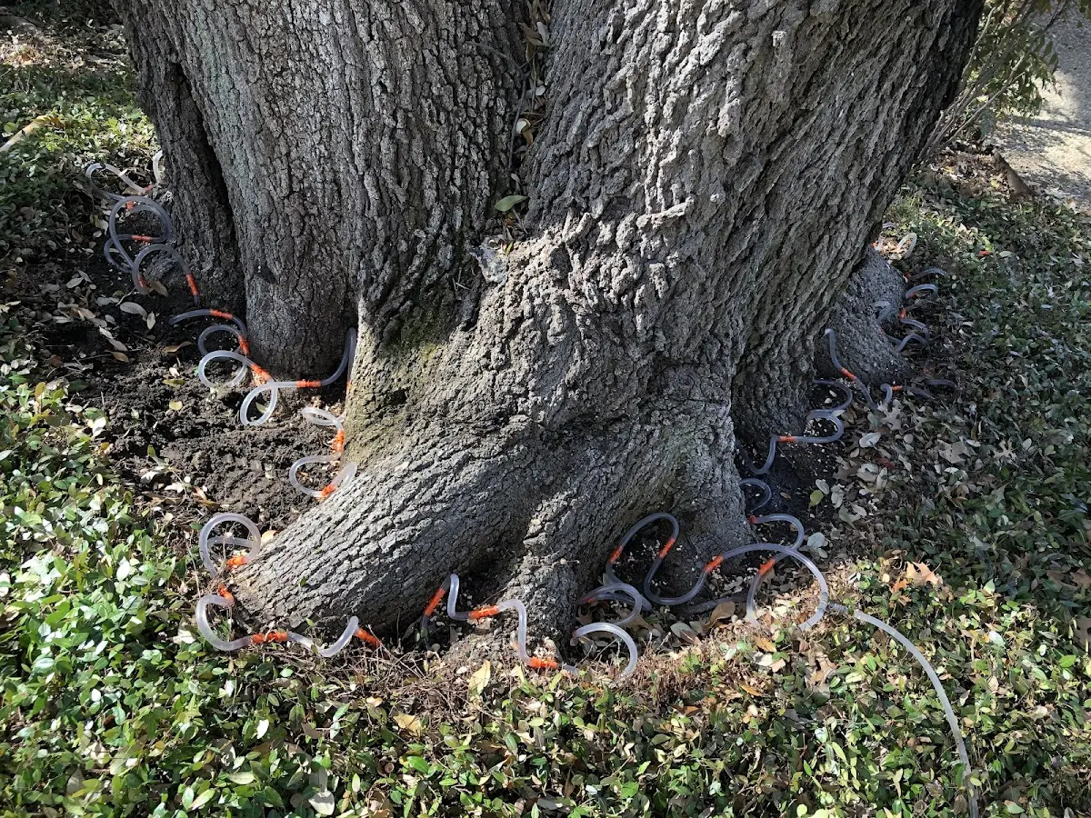 Detailed Tree Cabling and Bracing job site in Julian