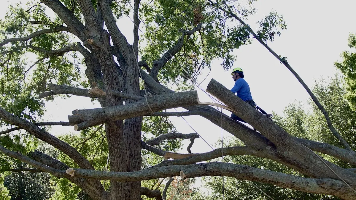 Professional Crown Thinning performed by certified arborists in Julian