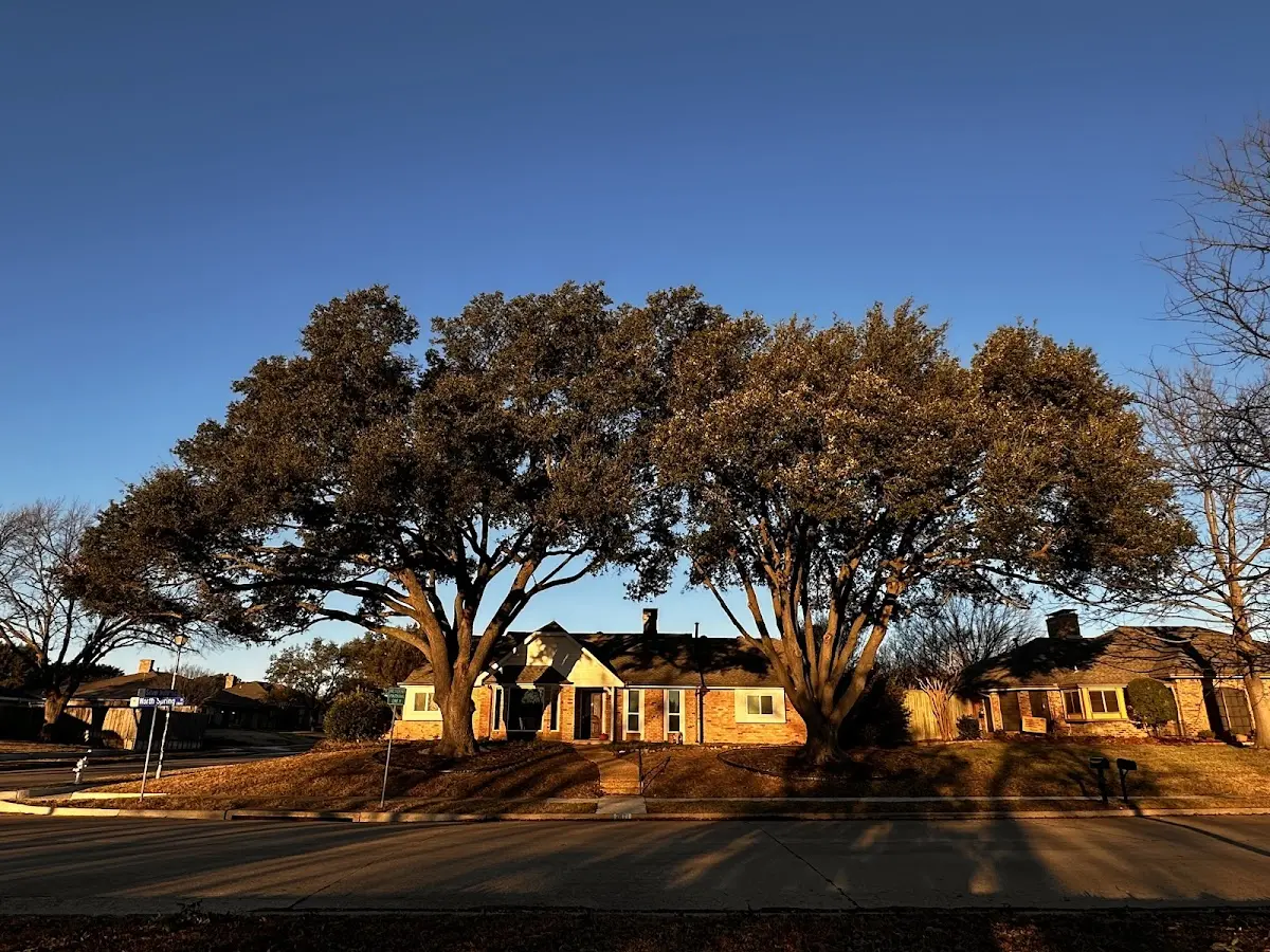 Established residential canopy tree shading a home in Julian